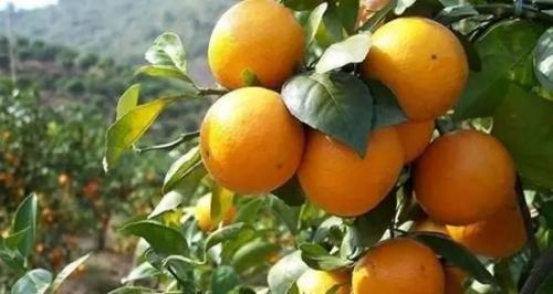 2017秋冬无人机科学施肥指导意见—柑橘篇