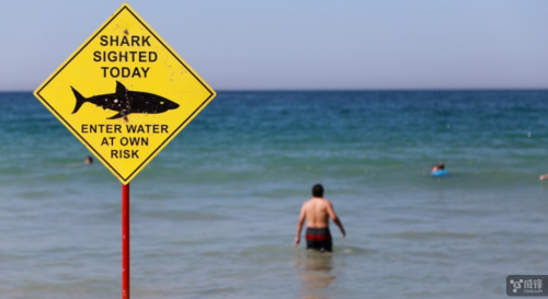 防鲨鱼 澳大利亚巡海滩用上了无人机和人工智能