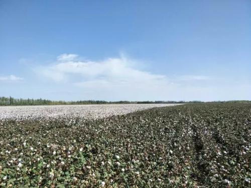 农业 | 如果你只知道无人机打药，那就out了