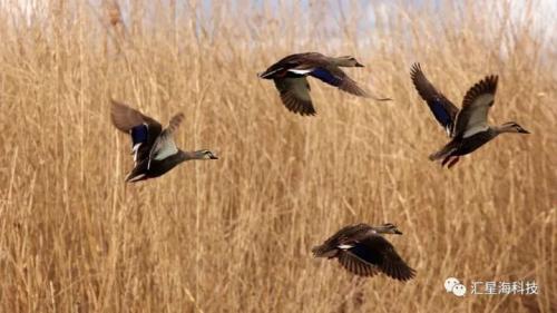 无人机助力湿地公园监测野生动物迁徙