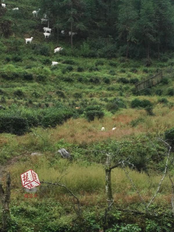 五峰贫困户散养的30只羊丢了，无人机升空寻羊