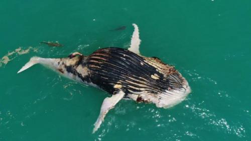 无人机捕捉到罕见一幕：鲨鱼鳄鱼共享死鲸大餐