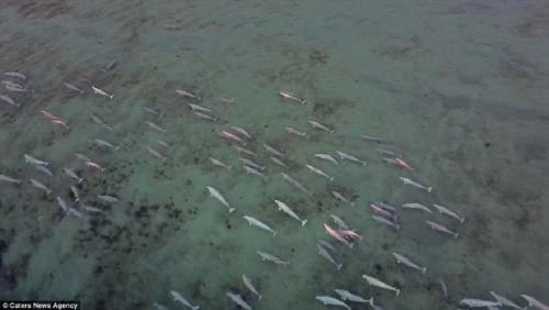 罕见一幕：无人机拍摄到近千头白鲸海中游弋