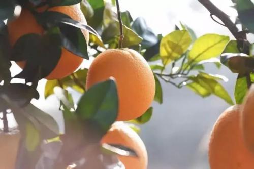 果树模式一年多的“秘密”试验