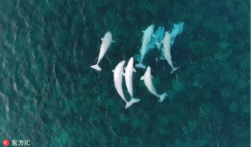 无人机记录800多只白海豚迁徙征途 蔚为壮观