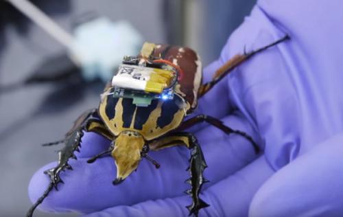 Cyborg技术：未来“昆虫无人机”可以到更多救难人员无法迅速到达的地方