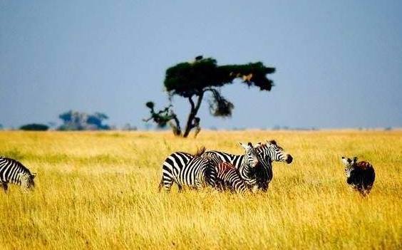 无人机新应用：可以用来“监视”动物，还可以记录其移动情况！