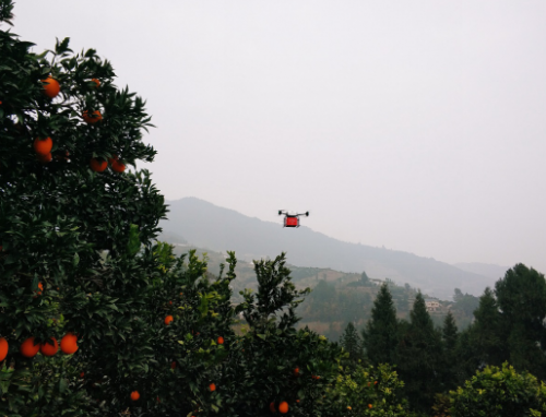 告别人背肩扛 京东探索用无人机运输秭归脐橙