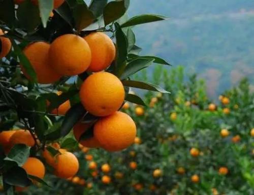 冬季飞防进行时，看“大壮”无人机如何助力果树清园【内附视频】