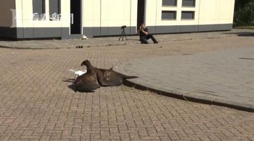 “老鹰捉小机”成本高效果差 荷兰警方将停止派老鹰抓无人机