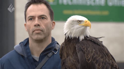 荷兰警方雇老鹰擒无人机 一年后「羽毛警官」被禠夺徽章