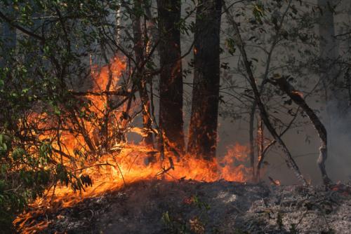 美军派 MQ-9「收割者」助扑灭南加州山火
