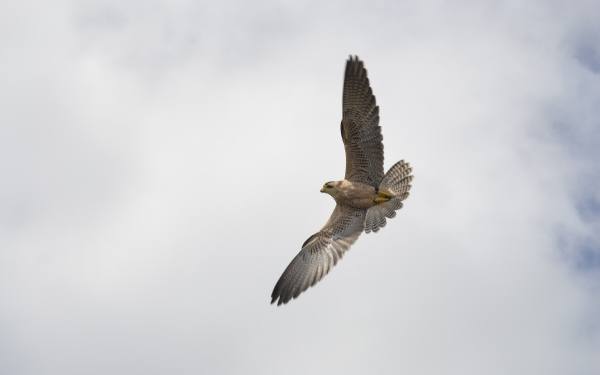 美空军根据猎鹰生物模仿研制新的视觉引导无人机进行空中防御