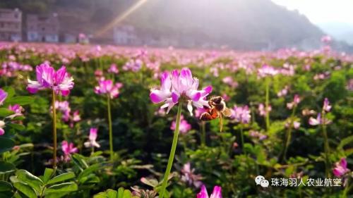 珠海羽人播种无人机助力紫云英，成为草本植物播种神器