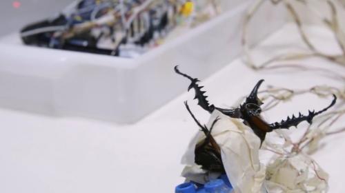 视频｜新型半机械甲虫！像控制无人机一样自由遥控