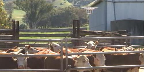 创新销售方式 澳维州饲养员借助无人机卖活牛