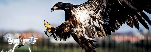 看好了，真实版老鹰抓小鸡（无人机），机长没事可别乱飞哦！