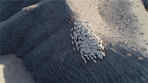 无人机被误认为是老鹰 羊群原地围圆圈保护同伴