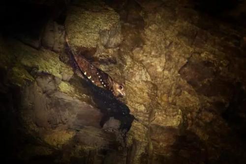 继蝙蝠之后，无人机导航能从这种来自南美的鸟身上获得什么灵感？