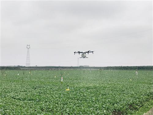 无人机洒营养液 高科技元素助推武鸣特色农业发展