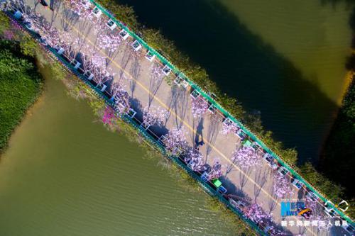 无人机之旅丨春天来深圳邂逅“樱缘”