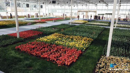 大地乐章|郁金香开放 无人机开启赏花之旅