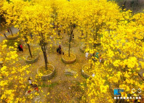 无人机之旅|顺德黄花风铃木绽放