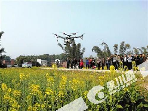 厉害！来苏镇无人机在油菜地里喷洒农药