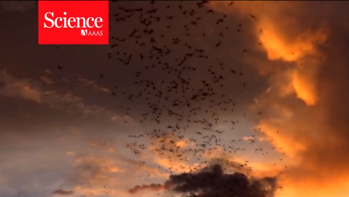 可在蝙蝠群盘旋的无人机，研究这些会飞的哺乳动物如何避免相撞的