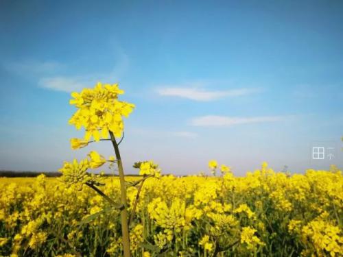 春天呀，就该出门约会呀！