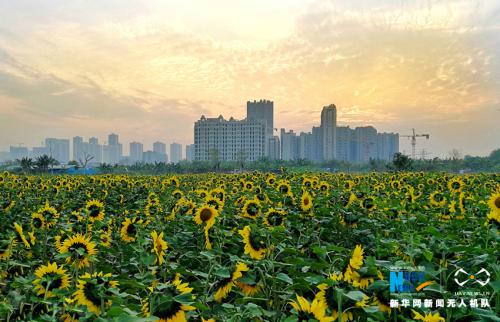 无人机之旅|城市里的向日葵花海