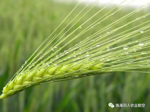 羽人：春耕在即，小麦除草剂飞防施药注意事项