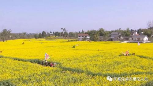 看！这是为你打下的醉美花田