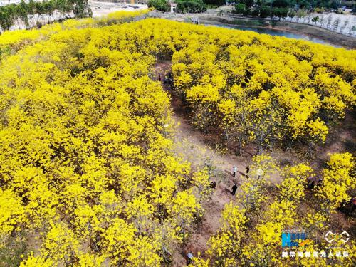 无人机之旅|黄花迎风舞 人若画中游