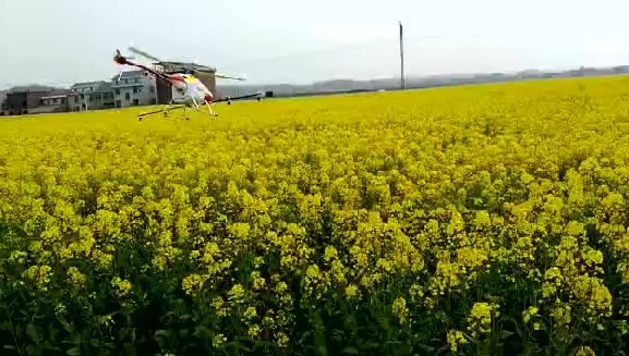 农业部发布2018年冬油菜春季田间管理技术指导意见