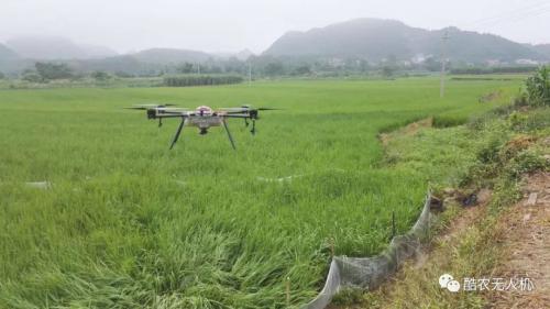 无人机助力小麦除草绿色增产