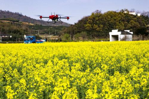 诸暨：无人机田间飞一飞，农药喷洒省工省时