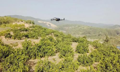 用人工智能管理果园，你准备好了吗？