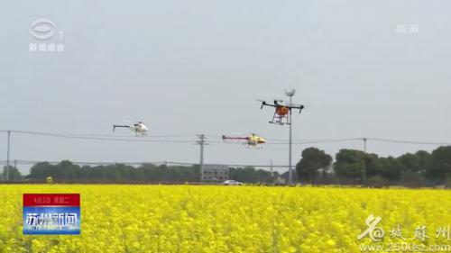 无人机上阵 助力油菜“防病治病”