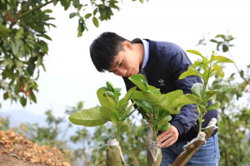 90后“新农人”：一个蜜柚的科学养成记