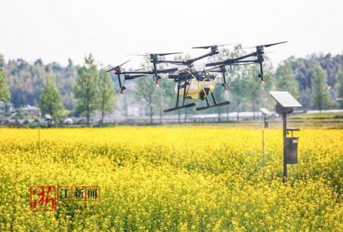 浙江安吉：无人机撒农药 1小时搞定30亩