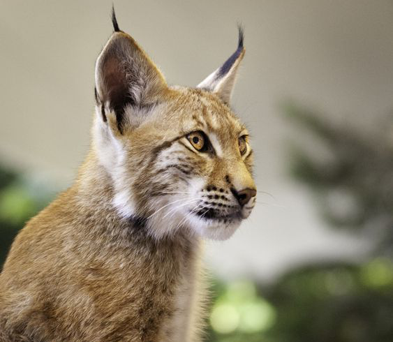 山猫精神：对认准的目标契而不舍，决不放弃