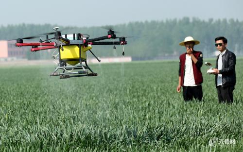 枣庄“全国种粮大户”租赁无人机 免费为贫困户小麦喷肥