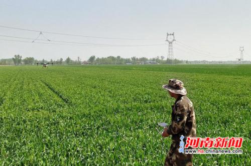安阳师院学子进麦田 智能无人机“一喷三防”助农服务忙