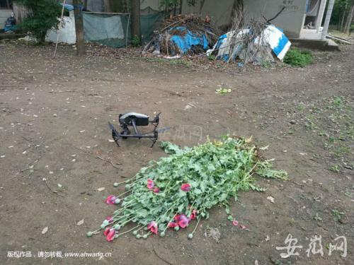 安徽肥东启动无人机铲除罂粟花 为禁毒工作注入科技元素