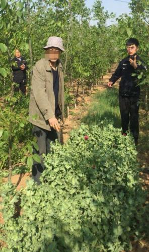 新郑警方出动无人机巡逻 让800余株罂粟现原行