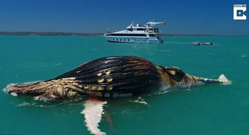 罕见！无人机捕捉虎鲨咸水鳄共享鲸鱼尸体画面