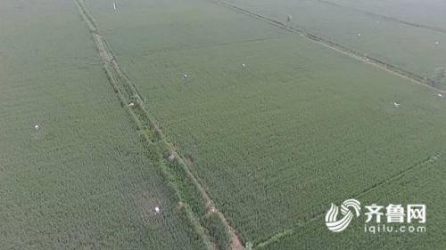 撒农药用上黑科技！30架无人机为千亩小麦保驾护航