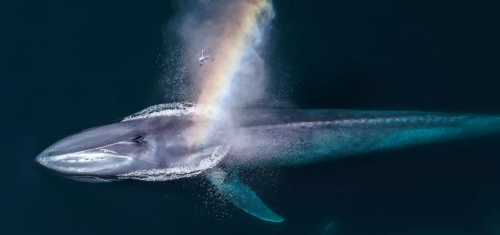 让生物学家难以采集的鲸鱼“鼻涕” ，海洋无人机竟轻松获取