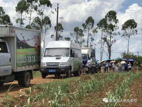众人齐聚甘蔗地，现场观看植保无人机喷洒农药